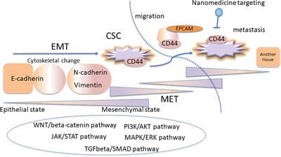 Interplay of EMT and CSC in Cancer and the Potential Therapeutic Strategies